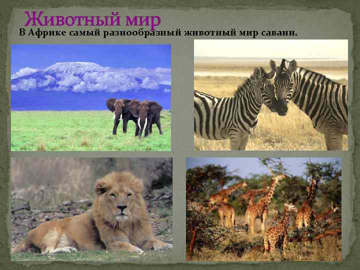 Животный мир животный мир саванн. В Африке самый разнообразный 