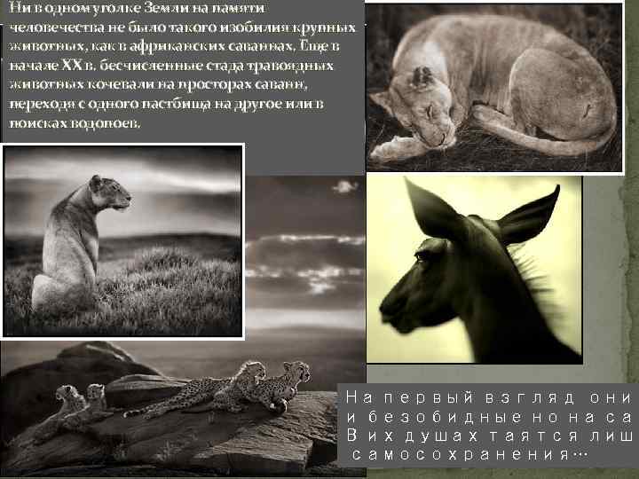 Ни в одном уголке Земли на памяти человечества не было такого изобилия крупных животных,