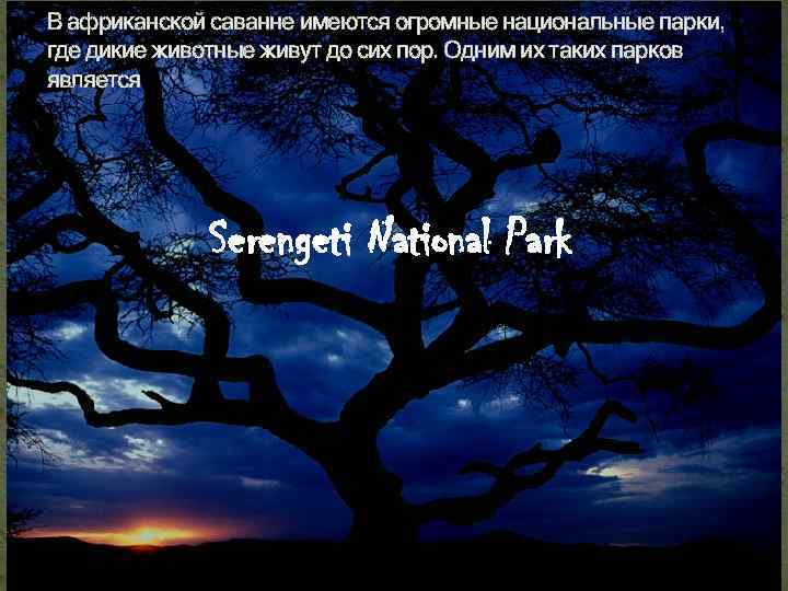 В африканской саванне имеются огромные национальные парки, где дикие животные живут до сих пор.