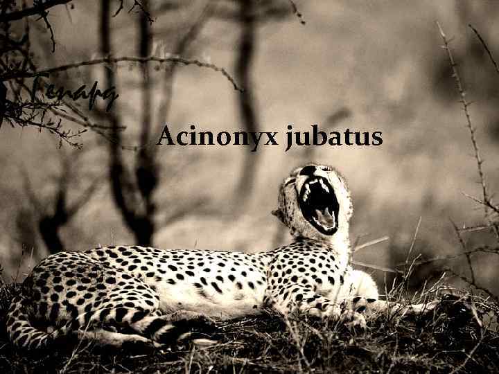 Гепард Acinonyx jubatus 