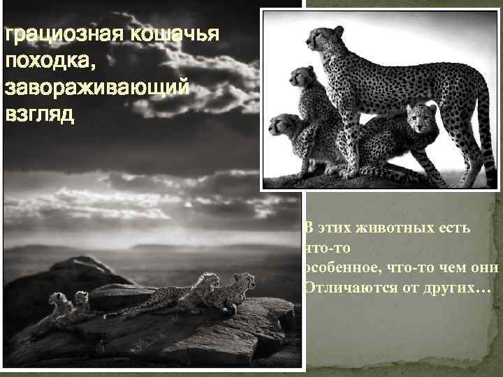 грациозная кошачья походка, завораживающий взгляд В этих животных есть что-то особенное, что-то чем они