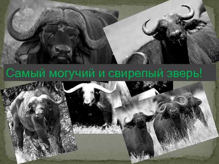 Самый могучий и свирепый зверь! 