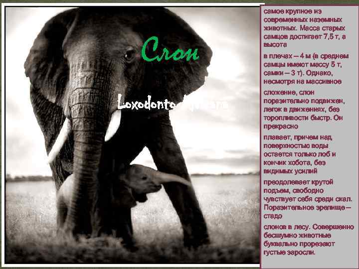 Слон Loxodonto Africana самое крупное из современных наземных животных. Масса старых самцов достигает 7,