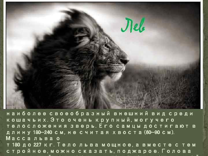 Лев наиболее своеобразный внешний вид среди кошачьих. Это очень крупный, могучего телосложения зверь. Его