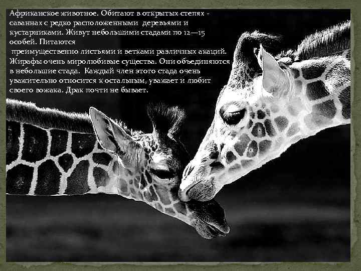 Африканское животное. Обитают в открытых степях саваннах с редко расположенными деревьями и кустарниками. Живут