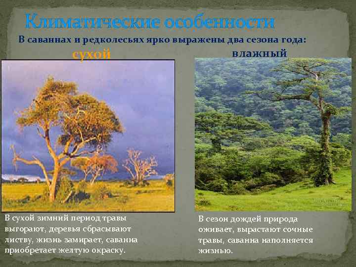 Климатические особенности В саваннах и редколесьях ярко выражены два сезона года: сухой В сухой