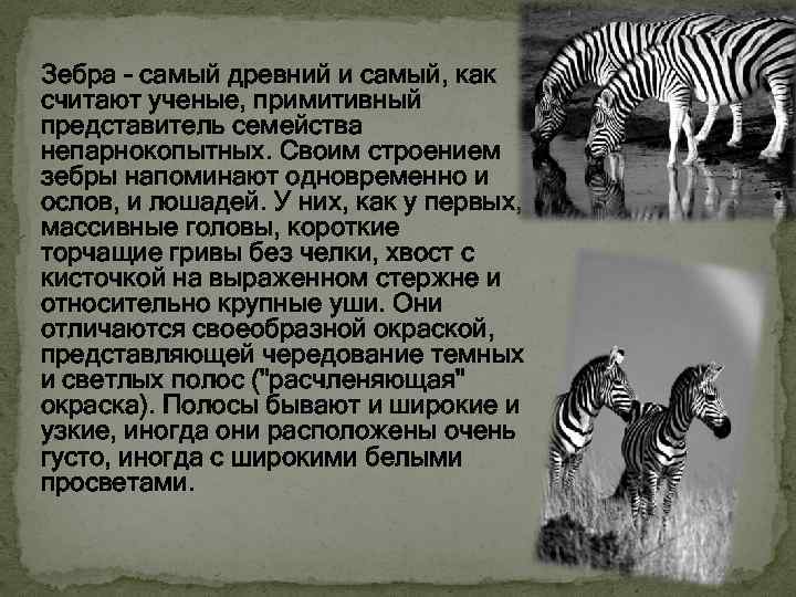 Зебра - самый древний и самый, как считают ученые, примитивный представитель семейства непарнокопытных. Своим