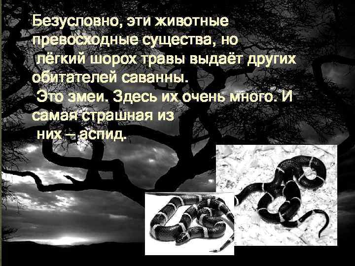 Безусловно, эти животные превосходные существа, но лёгкий шорох травы выдаёт других обитателей саванны. Это