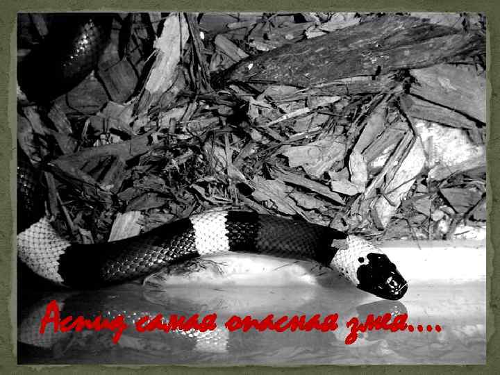 Аспид самая опасная змея…. 