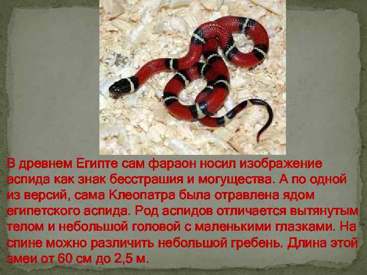 В древнем Египте сам фараон носил изображение аспида как знак бесстрашия и могущества. А