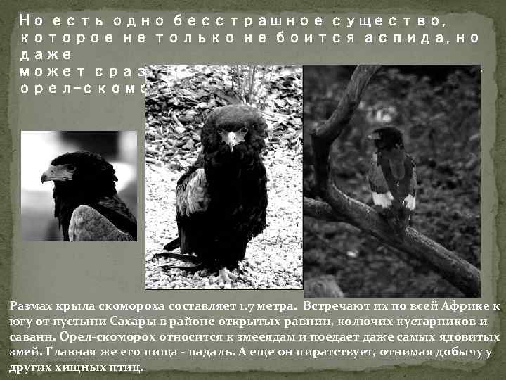 Но есть одно бесстрашное существо, которое не только не боится аспида, но даже может