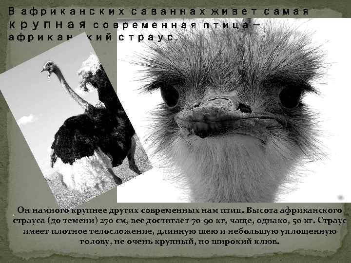 В африканских саваннах живет самая крупная современная птица — африканский страус. , Он намного