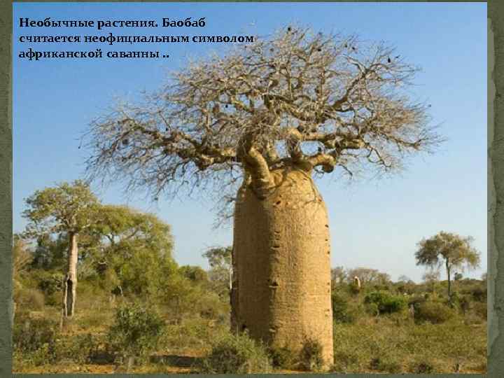 Необычные растения. Баобаб считается неофициальным символом африканской саванны. . 