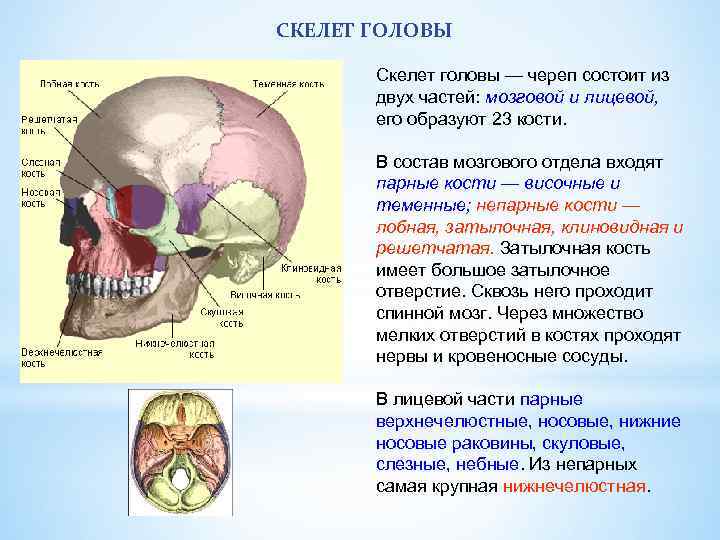 Мозговая лицевая часть черепа. Скелет головы мозговой отдел парные кости. Скелет головы строение и функции. Скелет головы отделы кости мозгового черепа. Скелет головы череп мозговой отдел лицевой отдел.