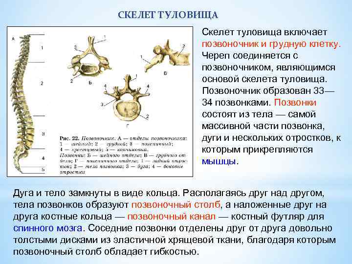 СКЕЛЕТ ТУЛОВИЩА Скелет туловища включает позвоночник и грудную клетку. Череп соединяется с позвоночником, являющимся