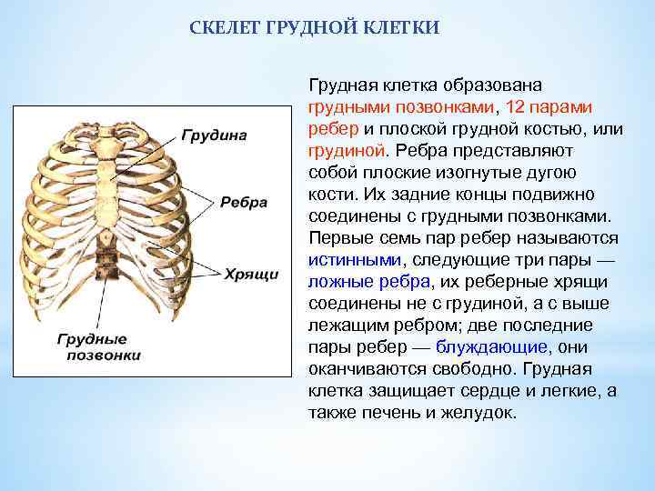 Какое строение грудной клетки. Кости грудной клетки, функции грудной клетки.. Анатомия скелета ребер грудины. 12 Пар рёбер в грудной клетке. Скелет грудной клетки Грудина.