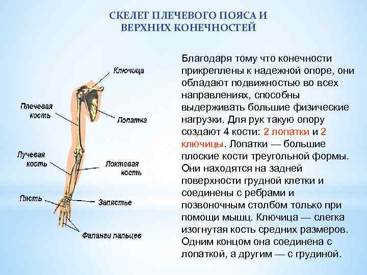 Скелет верхней конечности