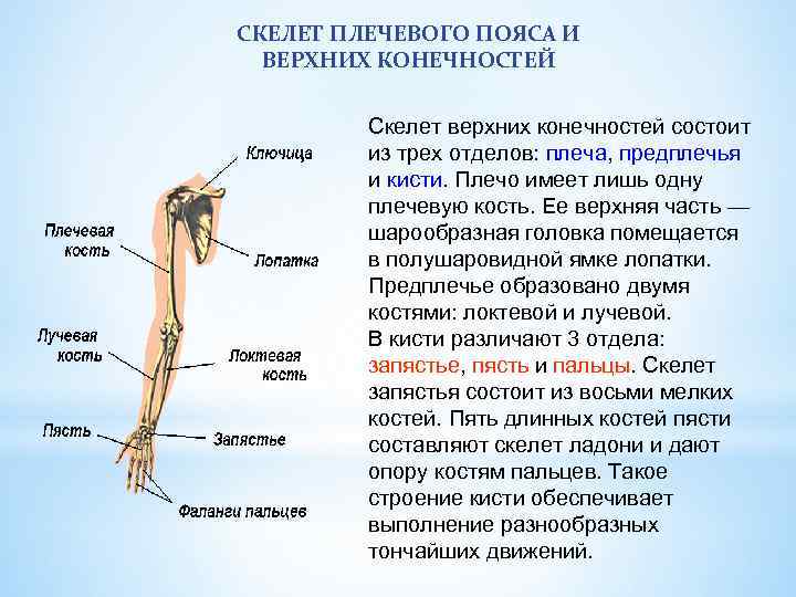 Функции костей верхних конечностей человека. Скелет пояса верхних конечностей (плечевого пояса). Анатомия костей верхней конечности. Скелет пояса верхних конечностей состоит. Кости верхних конечностей анатомия предплечье.