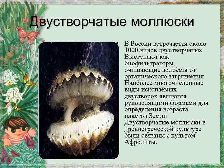 Двустворчатые моллюски • В России встречается около 1000 видов двустворчатых Выступают как биофильтраторы, очищающие
