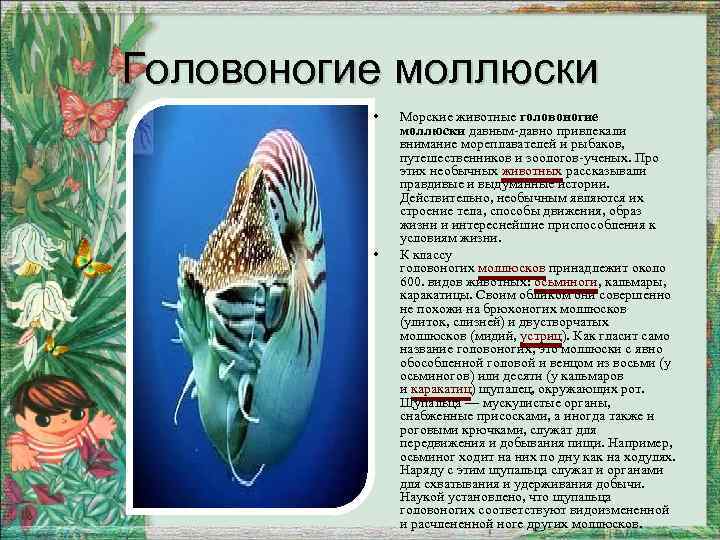 Роль головоногих. Головоногие моллюски характеристика. Образ жизни головоногих моллюсков. Головоногие моллюски 7 класс биология. Моллюски биология 7 класс.