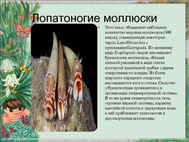 Лопатоногие моллюски • Этот класс объединяет небольшое количество морских моллюсков (300 видов), совмещающих некоторые