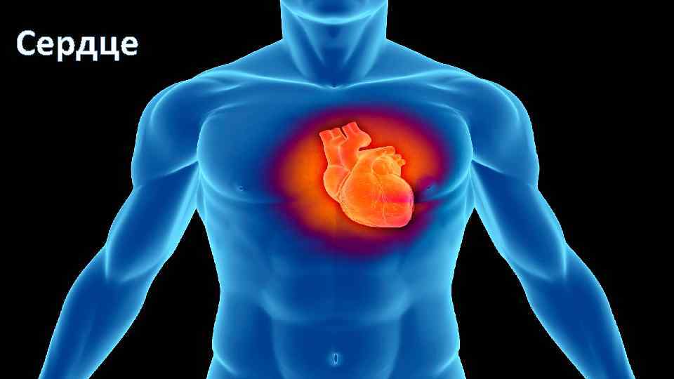 Сердце 