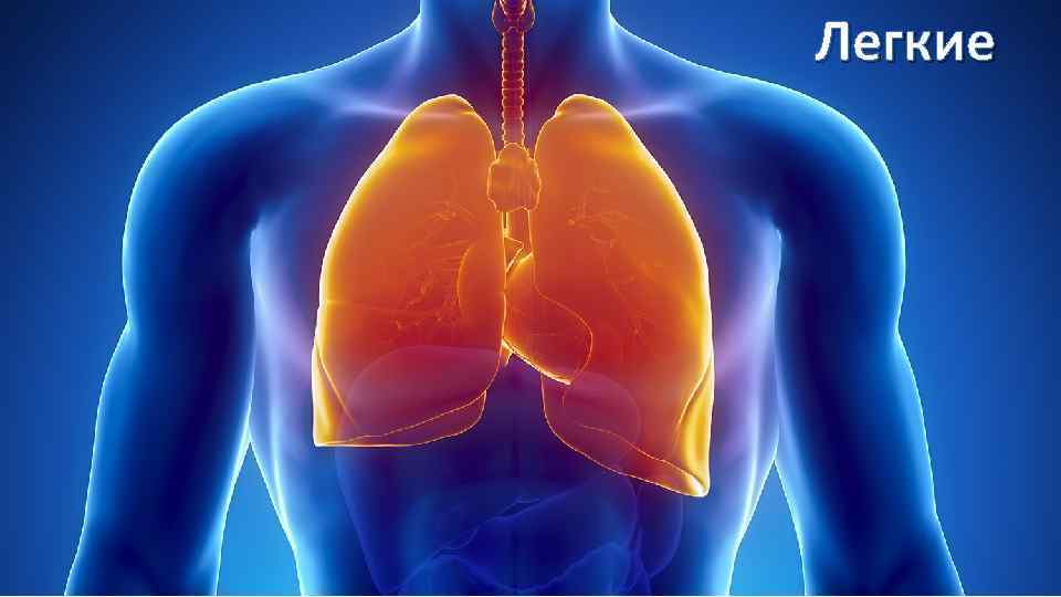 Легкие 