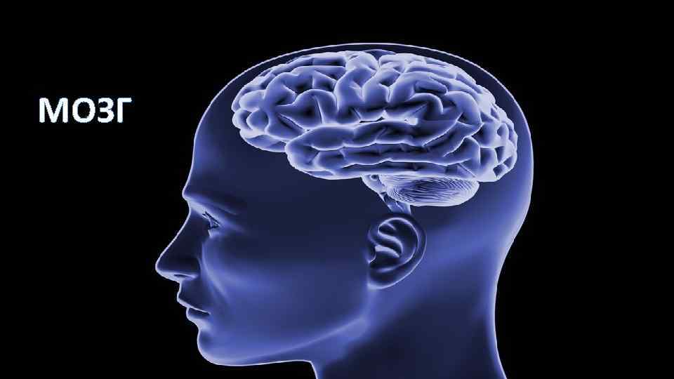 МОЗГ 