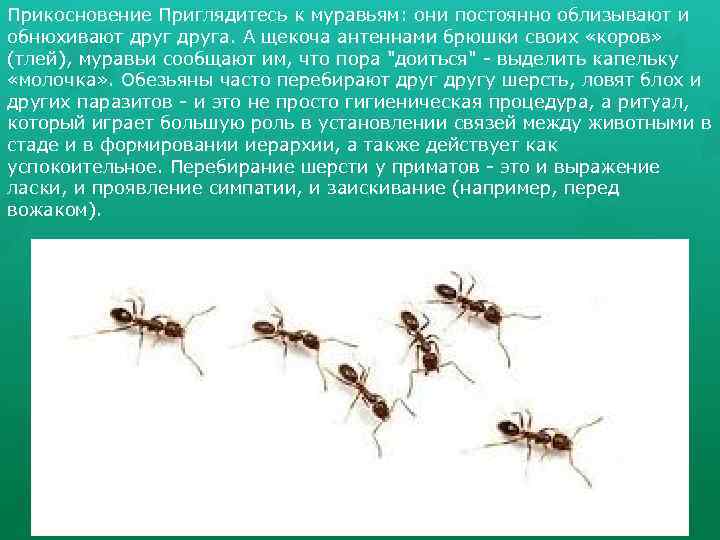 Прикосновение Приглядитесь к муравьям: они постоянно облизывают и обнюхивают друга. А щекоча антеннами брюшки