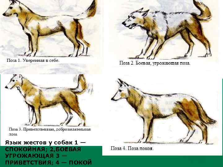 Язык жестов у собак 1 — СПОКОЙНАЯ; 2, БОЕВАЯ УГРОЖАЮЩАЯ 3 — ПРИВЕТСТВИЯ; 4