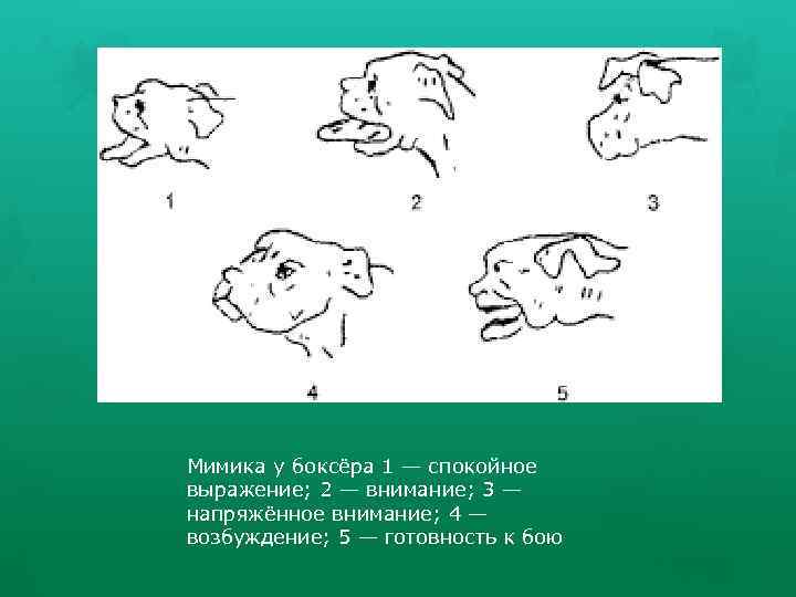 Мимика у боксёра 1 — спокойное выражение; 2 — внимание; 3 — напряжённое внимание;