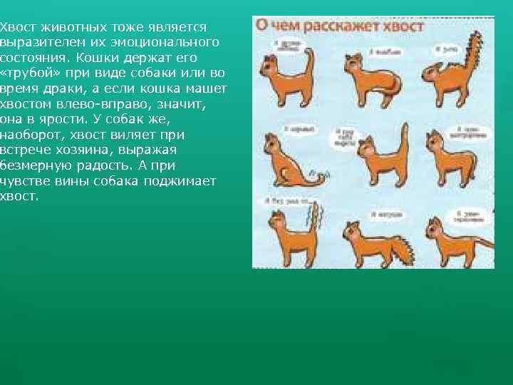 Хвост животных тоже является выразителем их эмоционального состояния. Кошки держат его «трубой» при виде