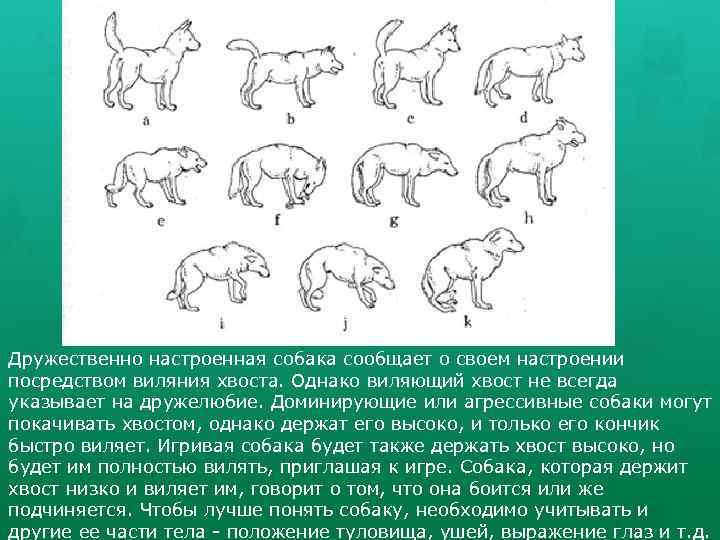 Дружественно настроенная собака сообщает о своем настроении посредством виляния хвоста. Однако виляющий хвост не
