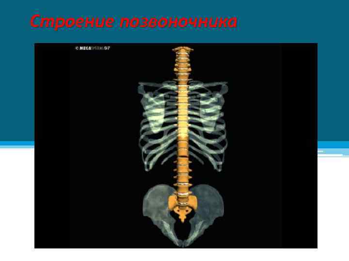Строение позвоночника 