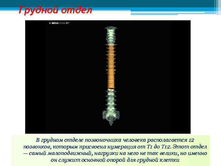 12 позвоночник