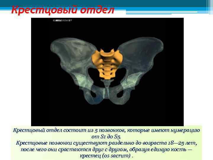 Крестцовый отдел состоит из 5 позвонков, которые имеют нумерацию от S 1 до S