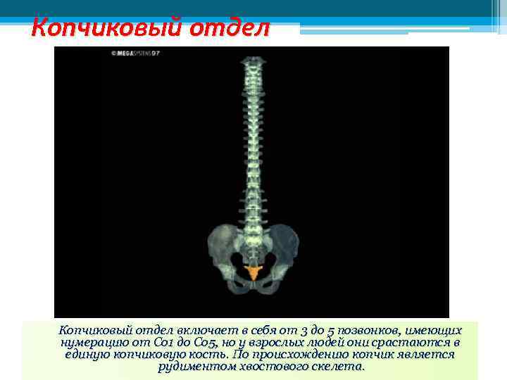 Копчиковый отдел включает в себя от 3 до 5 позвонков, имеющих нумерацию от Со