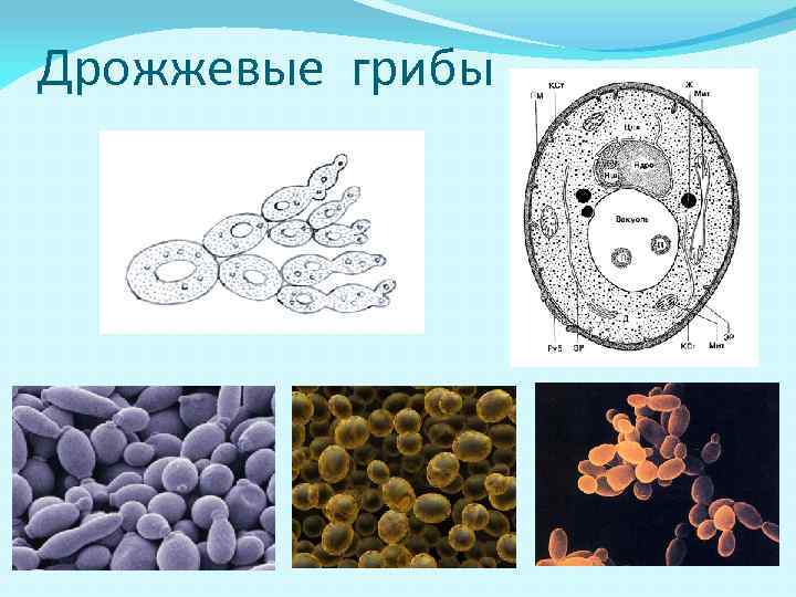 Дрожжевые грибы 