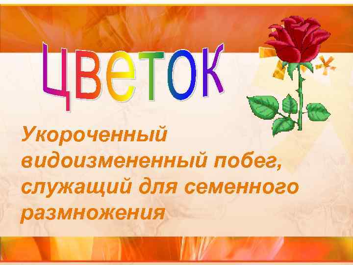 Укороченный видоизмененный побег, служащий для семенного размножения 