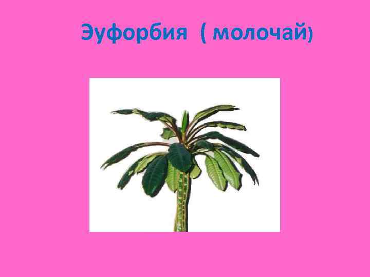 Эуфорбия ( молочай) 