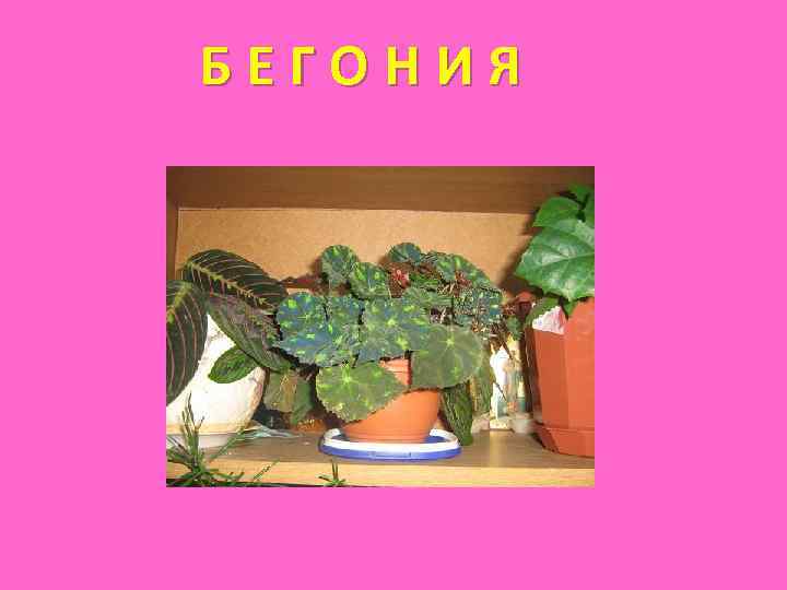 БЕГОНИЯ 