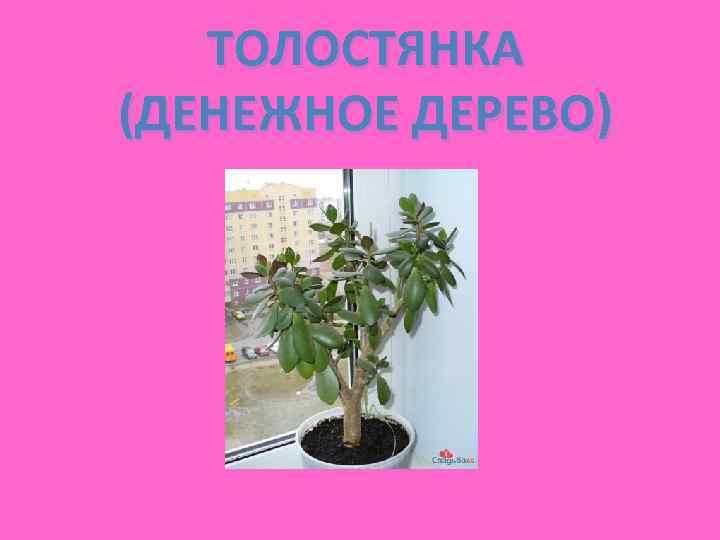 ТОЛОСТЯНКА (ДЕНЕЖНОЕ ДЕРЕВО) 