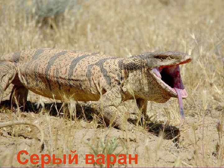 Серый варан 
