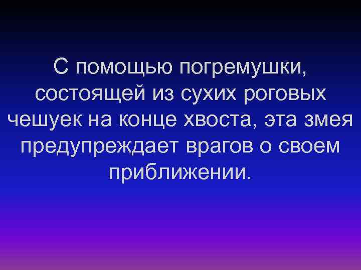 С помощью погремушки, состоящей из сухих роговых чешуек на конце хвоста, эта змея предупреждает