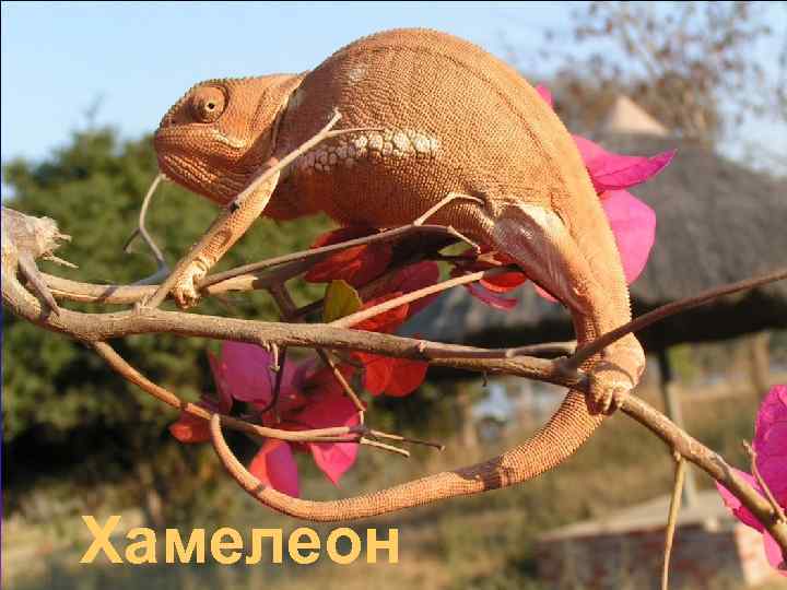 Хамелеон 