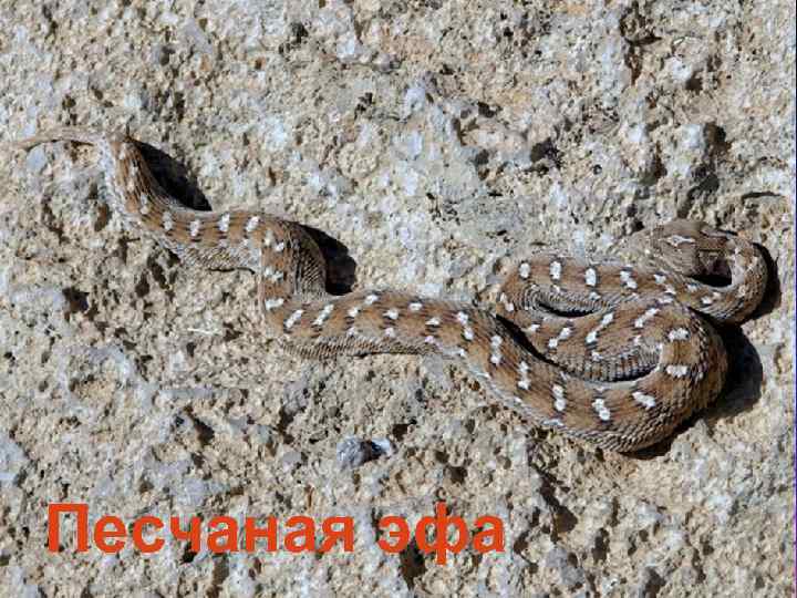 Песчаная эфа 