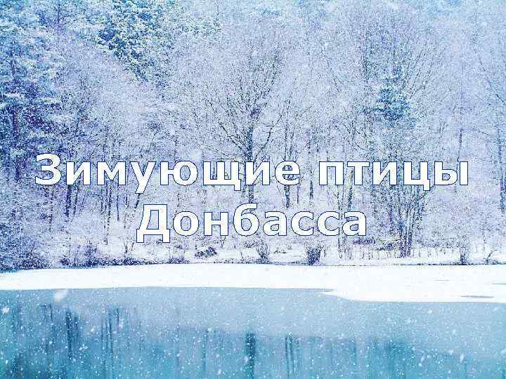 Зимующие птицы Донбасса 