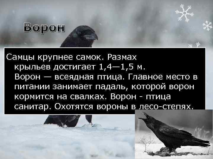 Ворон Самцы крупнее самок. Размах крыльев достигает 1, 4— 1, 5 м. Ворон —