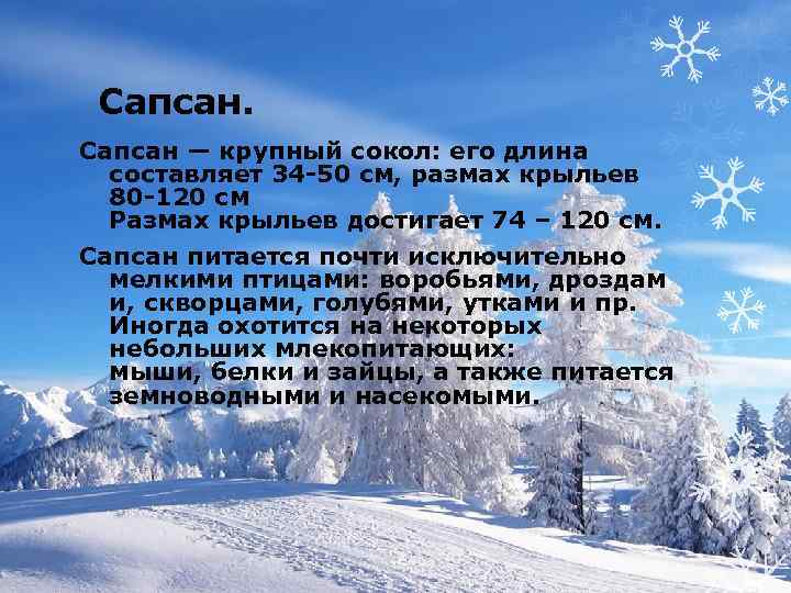 Сапсан. Сапсан — крупный сокол: его длина составляет 34 -50 см, размах крыльев 80