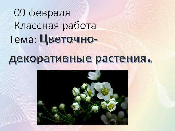 09 февраля Классная работа Тема: Цветочно- декоративные растения. 